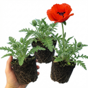Papaver orientale ‘Brilliant’ Red Poppy Plants (Set of 3 or 6)