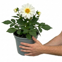 Dahlia Maggiore White Plants