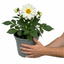 1 Dahlia Maggiore White Live Plant, Summer Flowering Outdoor Garden Ready, 3 Litre Root Ball