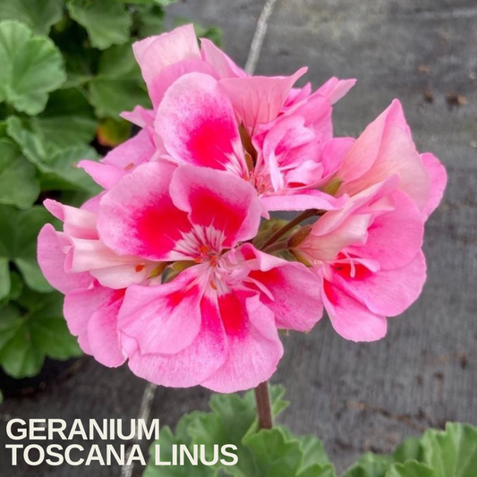 Soft pink geranium flower head with bold cerise blotches on each petal, caption text overlaid