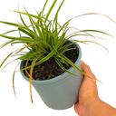 Everglow Carex Ornamental Grass Plant