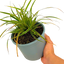 1 Large Plant - Everglow Carex Ornamental Grass, Outdoor Garden Ready Sedge