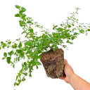 Ceanothus Repens Plant (2L Pot)