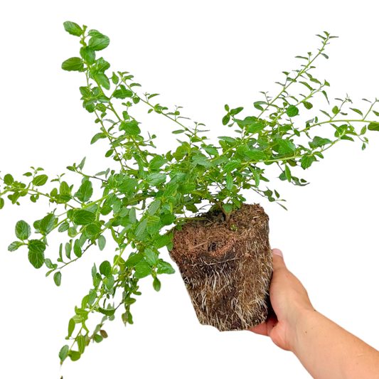 Ceanothus 'Repens' (Creeping Californian Lilac) – Evergreen Ground Cover (2L Pot)