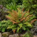 3 Dryopteris Erythrosora Copper Shield Fern Pots, 9cm