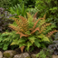3 Dryopteris Erythrosora Copper Shield Fern Pots, 9cm