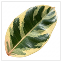 Ficus Tineke Variegated Rubber Plants