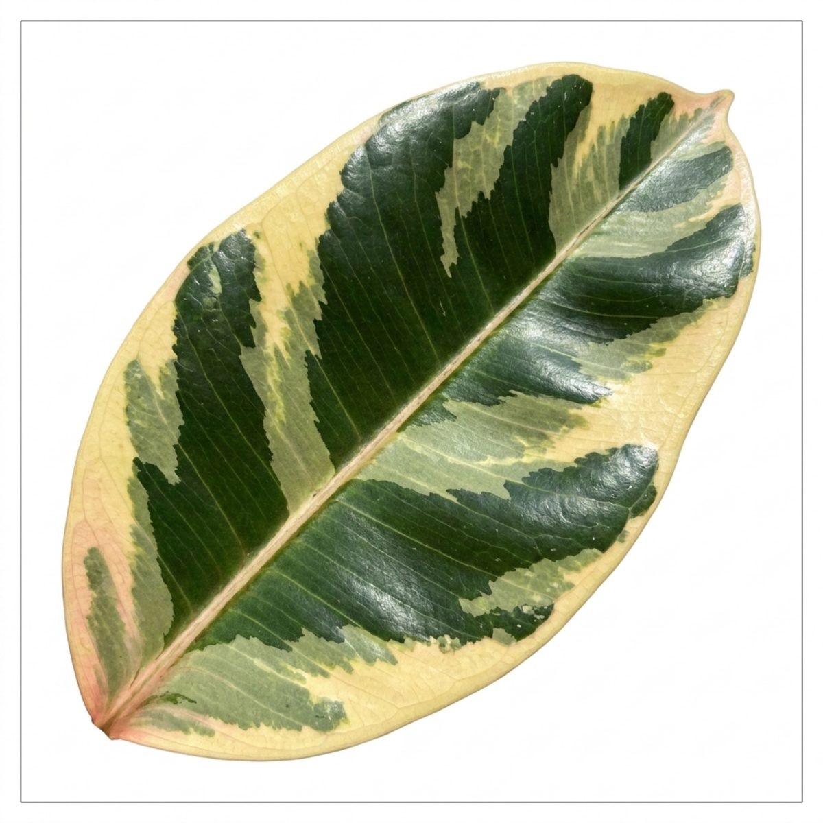 Ficus elastica 'Tineke' (Rubber Plant) – Variegated Houseplant (5L Pot)