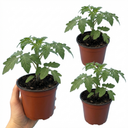 Tomato Rose Crush Variety Plants (Set of 3 or 6)