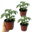 Set of 3 or 6 Large Plants - Tomato Rose Crush Variety, Ready to Plant in Your Garden