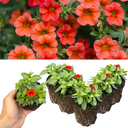Calibrachoa Cabaret Early Orange Plants (Set of 3 or 6)