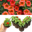 Set of 3 or 6 Large Plants - Calibrachoa Cabaret Early Orange, Outdoor Garden Ready