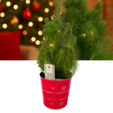 Christmas tree in red metal planter with lights