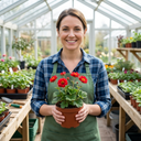 Geum Mrs Bradshaw Plants (Set of 3 or 6)