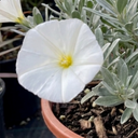 Convolvulus Cneorum Silver Bush Plants
