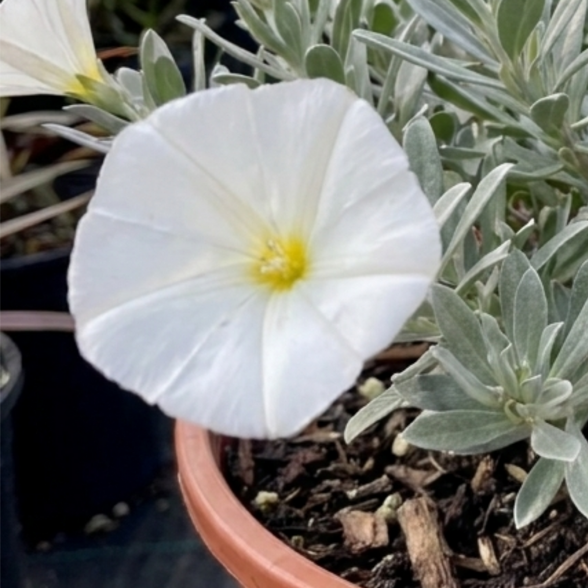 Convolvulus cneorum (Silver Bush) – Silver Leaved Evergreen Shrub (2L Pot)