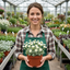 Set of 3 or 6 Saxifrage Ice Colours Pearl White Plants, Hardy Alpine Evergreen Ground Cover Perennial, Outdoor Garden Ready, 1 Litre Root-Ball