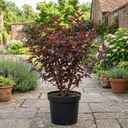 Physocarpus Sweet Cherry Tea Ninebark Plants