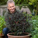 Zimbabwe Black Chilli Pepper Plants