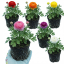 Ranunculus Growers Colour Mix Plants (Set of 3 or 6)