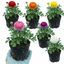 Set of 3 or 6 Ranunculus Growers Colour Mix Plants, Persian Buttercup, Spring Flowering, Outdoor Garden Ready, 1 Litre Root-Ball