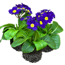 Polyanthus Blue Plant