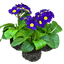 Polyanthus Blue