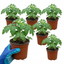 Set of 3 or 6 Large Plants - Tomato Summerlast Variety, Ready to Plant in Your Garden