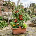 Tomato Alicante Variety Plants (Set of 3 or 6)