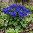 Senetti Kobalt Blue Plants