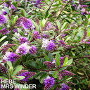 1 Large, Garden Ready Plant - Hebe Mrs Winder (Shrubby Veronica), 17cm / 2L Pot