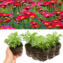 Argyranthemum Madeira Red Plants (Set of 3 or 6)