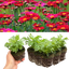 Set of 3 or 6 Large Plants - Argyranthemum Madeira Red, Outdoor Garden Ready