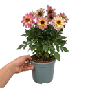 Dahlia Dahlegria Tricolour Plant (3L Pot)