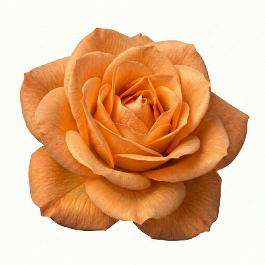 Bush Rose, Orange – Hardy Repeat Flowering Rose (3L Pot)