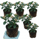 Viburnum Tinus Gwenllian Hardy Evergreen Flowering Shrub Plants (Set of 3 or 6)