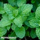Peppermint Plant