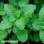 Peppermint