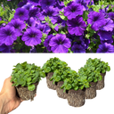 Petunia Dekko Blue Plants (Set of 3 or 6)