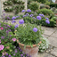 3 Scabious Blue Note Hardy Perennial Plants, Bee Friendly Pincushion Flower, 1 Litre Root Ball