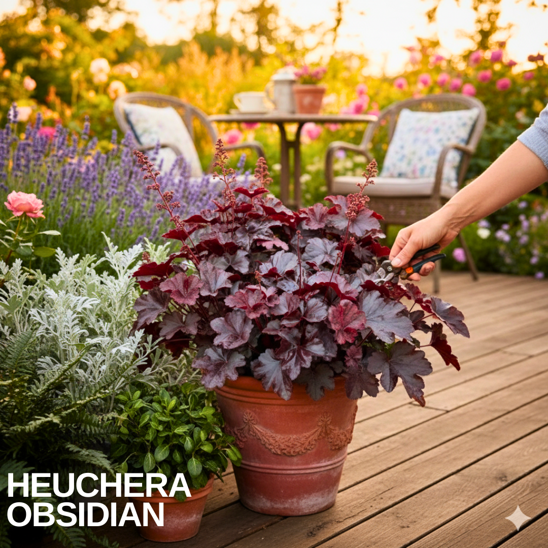 Heuchera 'Obsidian' in a terracotta pot on decking, near-black purple leaves with fine flower spikes