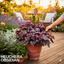 Heuchera Obsidian