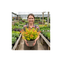 Spiraea Goldflame Plants
