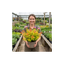 1 Spiraea Goldflame Plant, Hardy Japanese Spirea Flowering Shrub, Garden Ready, 17cm Root-Ball