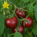 Cherry Tomato Floridity Plants