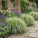 Everest Carex Ornamental Grass Plant