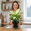 Dieffenbachia Camilla Dumb Cane Plants