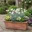 Set of 3 or 6 Rhodanthemum ‘Casablanca’ Hardy Perennial Moroccan Daisy Plants, White Flowering, Outdoor Garden Ready, 1 Litre Root-Ball