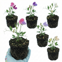 Set of 3 or 6 Large, Garden Ready Plants - Sweet Pea Spencer Mix, 10.5 cm Rootballs