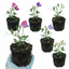Set of 3 or 6 Large, Garden Ready Plants - Sweet Pea Spencer Mix, 10.5 cm Rootballs